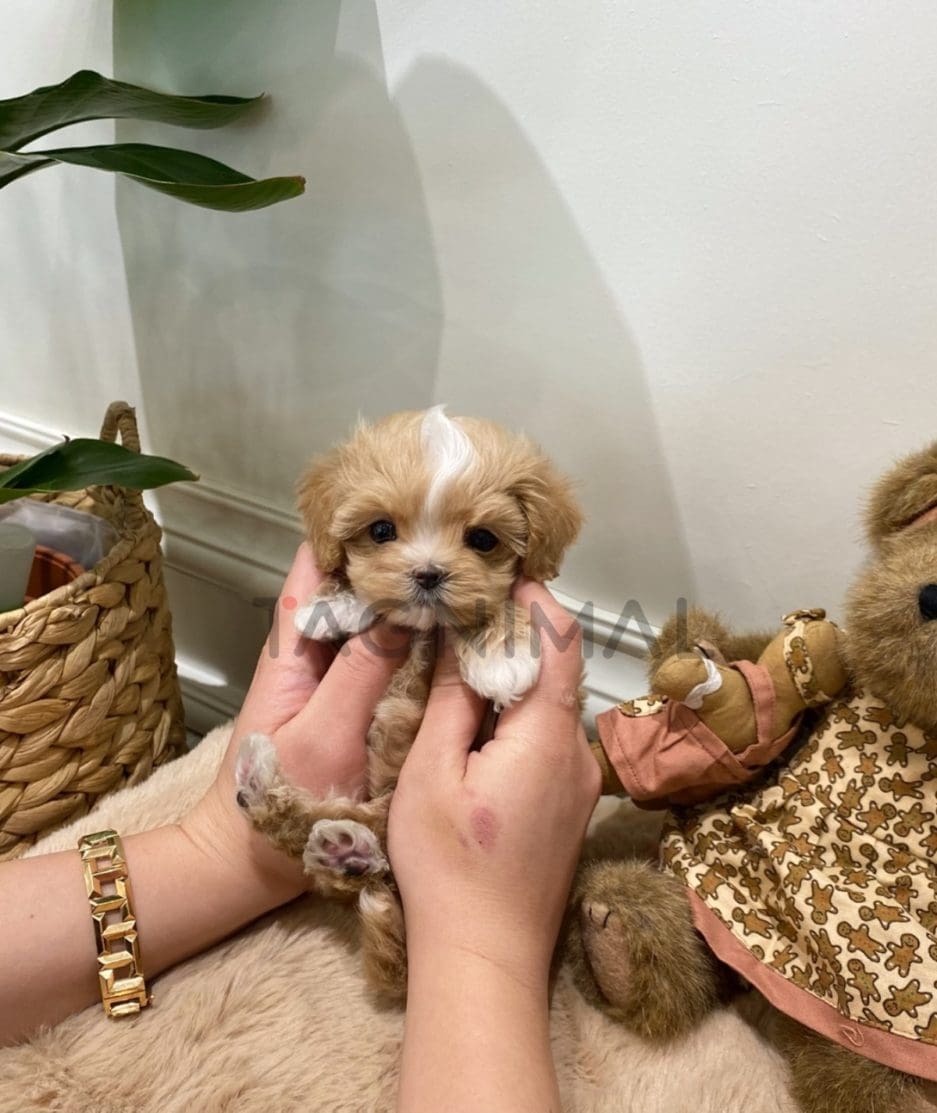 Maltipoo puppy for sale, dog for sale at Tagnimal