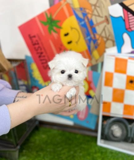 Maltese puppy for sale, dog for sale at Tagnimal