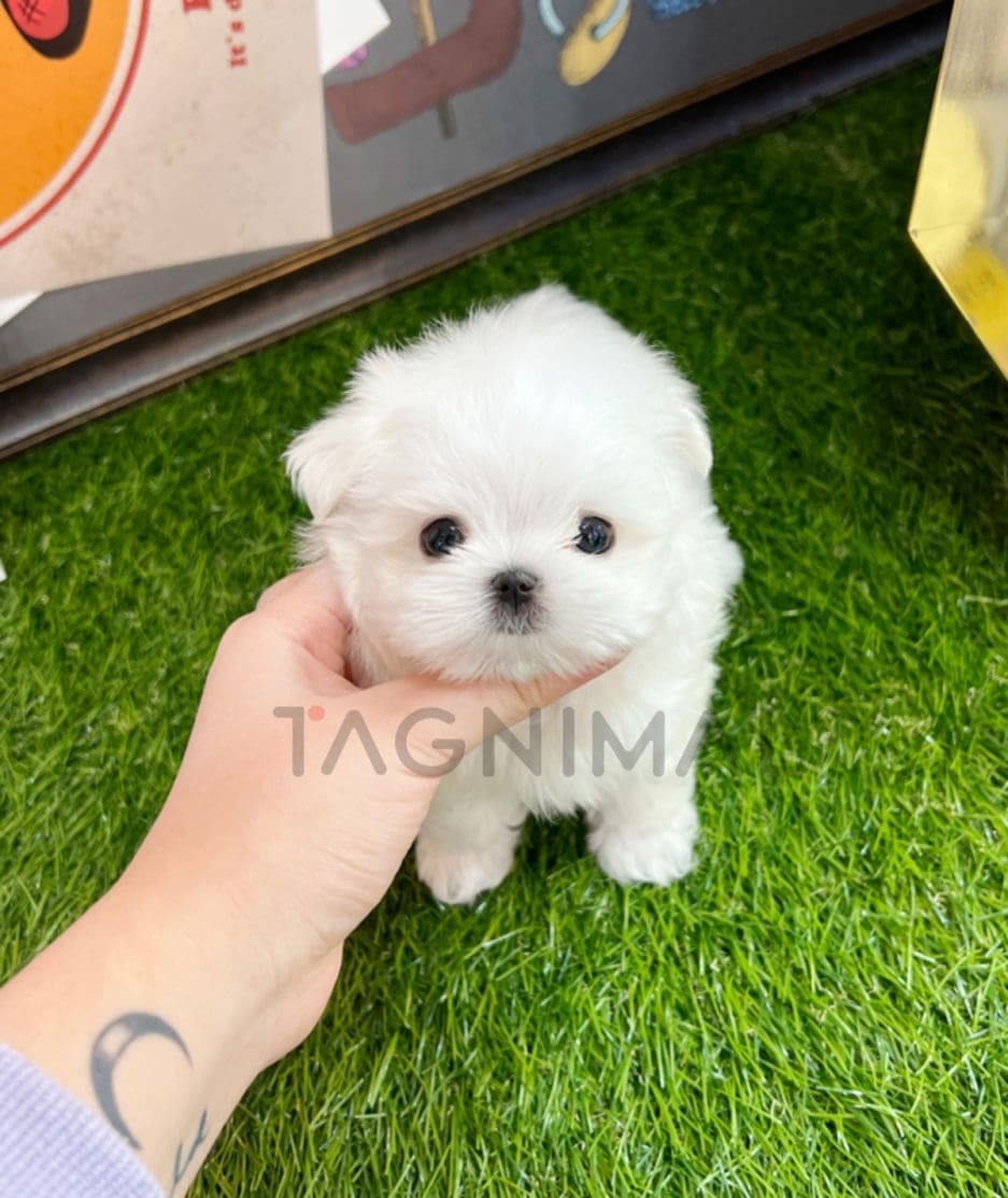 Maltese puppy for sale, dog for sale at Tagnimal