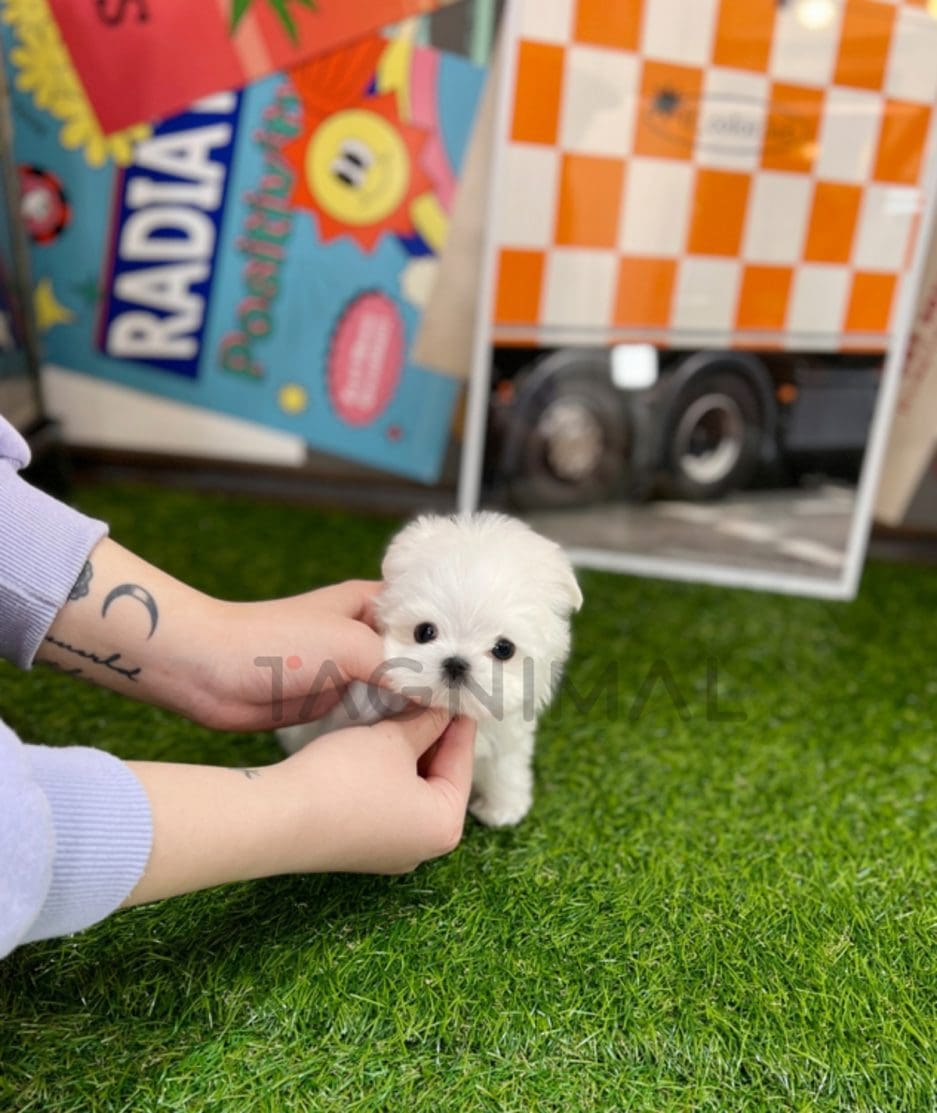 Maltese puppy for sale, dog for sale at Tagnimal