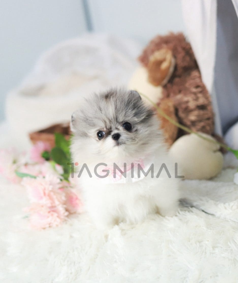 Pomeranian puppy for sale, dog for sale at Tagnimal