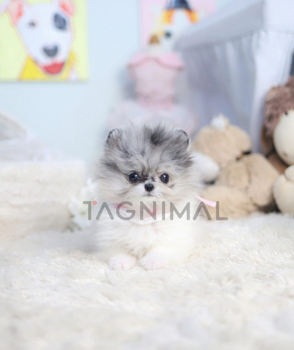 Pomeranian puppy for sale, dog for sale at Tagnimal