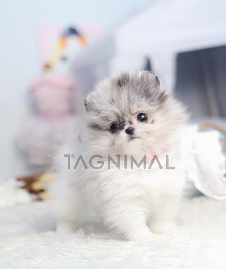 Pomeranian puppy for sale, dog for sale at Tagnimal