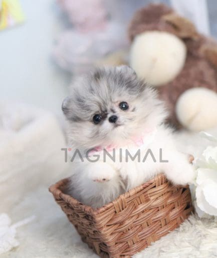 Pomeranian puppy for sale, dog for sale at Tagnimal