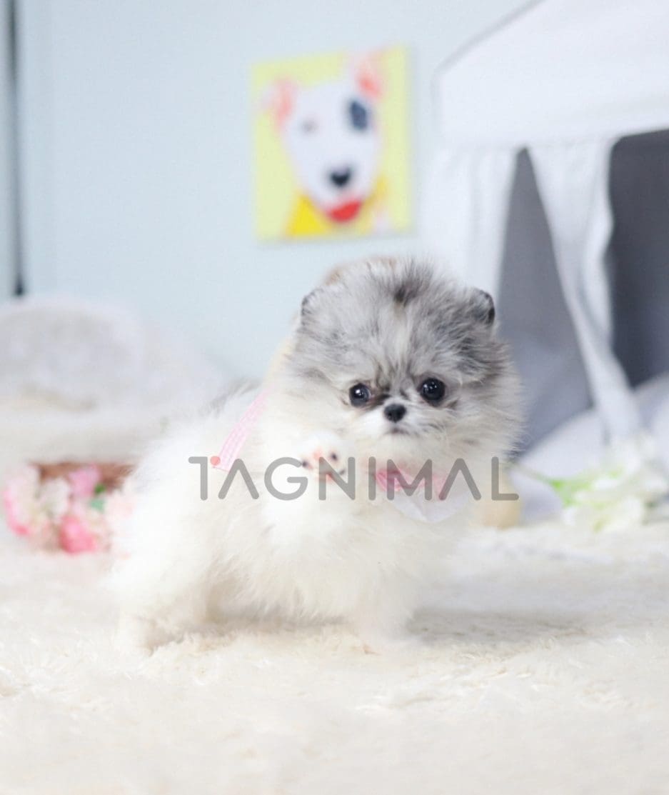 Pomeranian puppy for sale, dog for sale at Tagnimal