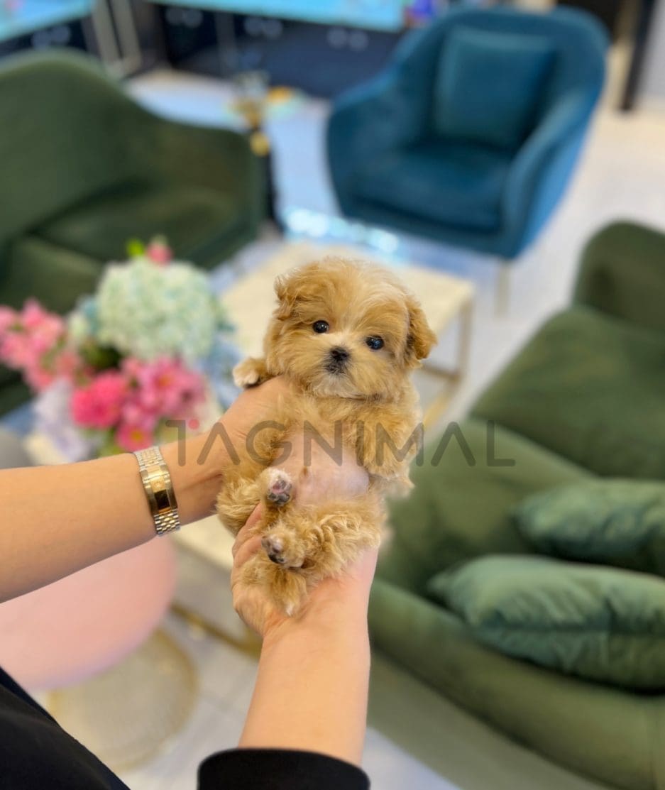 Maltipoo puppy for sale, dog for sale at Tagnimal