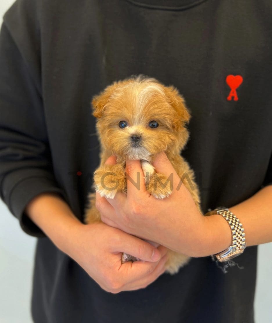 Maltipoo puppy for sale, dog for sale at Tagnimal