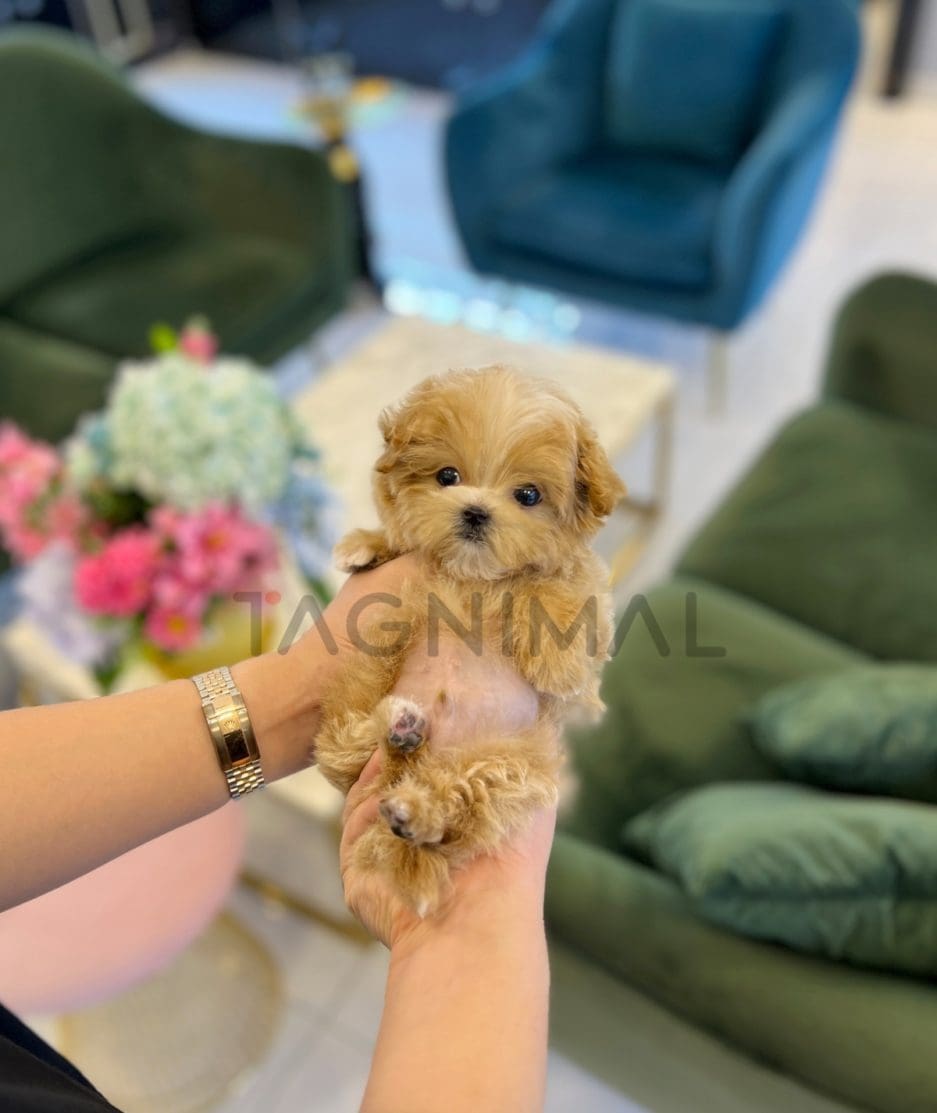 Maltipoo puppy for sale, dog for sale at Tagnimal