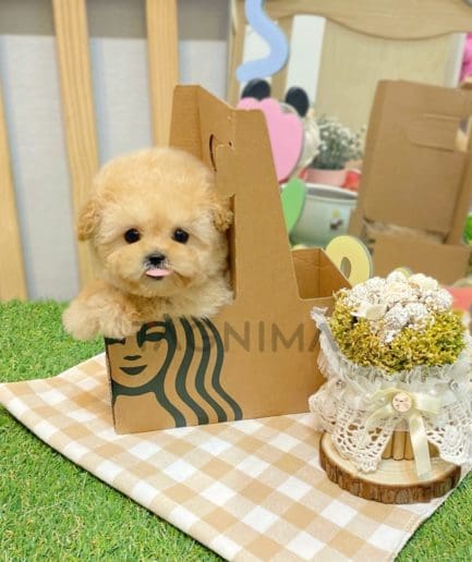 Maltipoo puppy for sale, dog for sale at Tagnimal