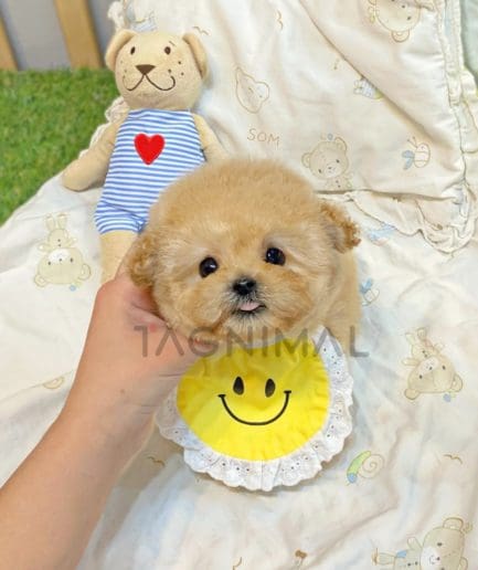 Maltipoo puppy for sale, dog for sale at Tagnimal