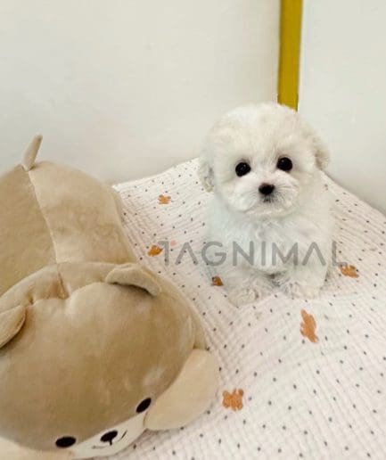 Bichon puppy for sale, dog for sale at Tagnimal