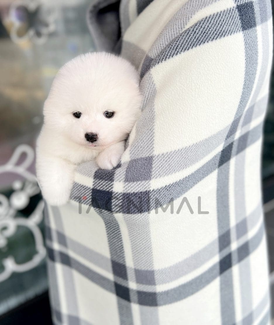 Samoyed puppy for sale, dog for sale at Tagnimal