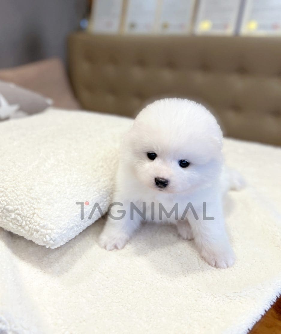 Samoyed puppy for sale, dog for sale at Tagnimal