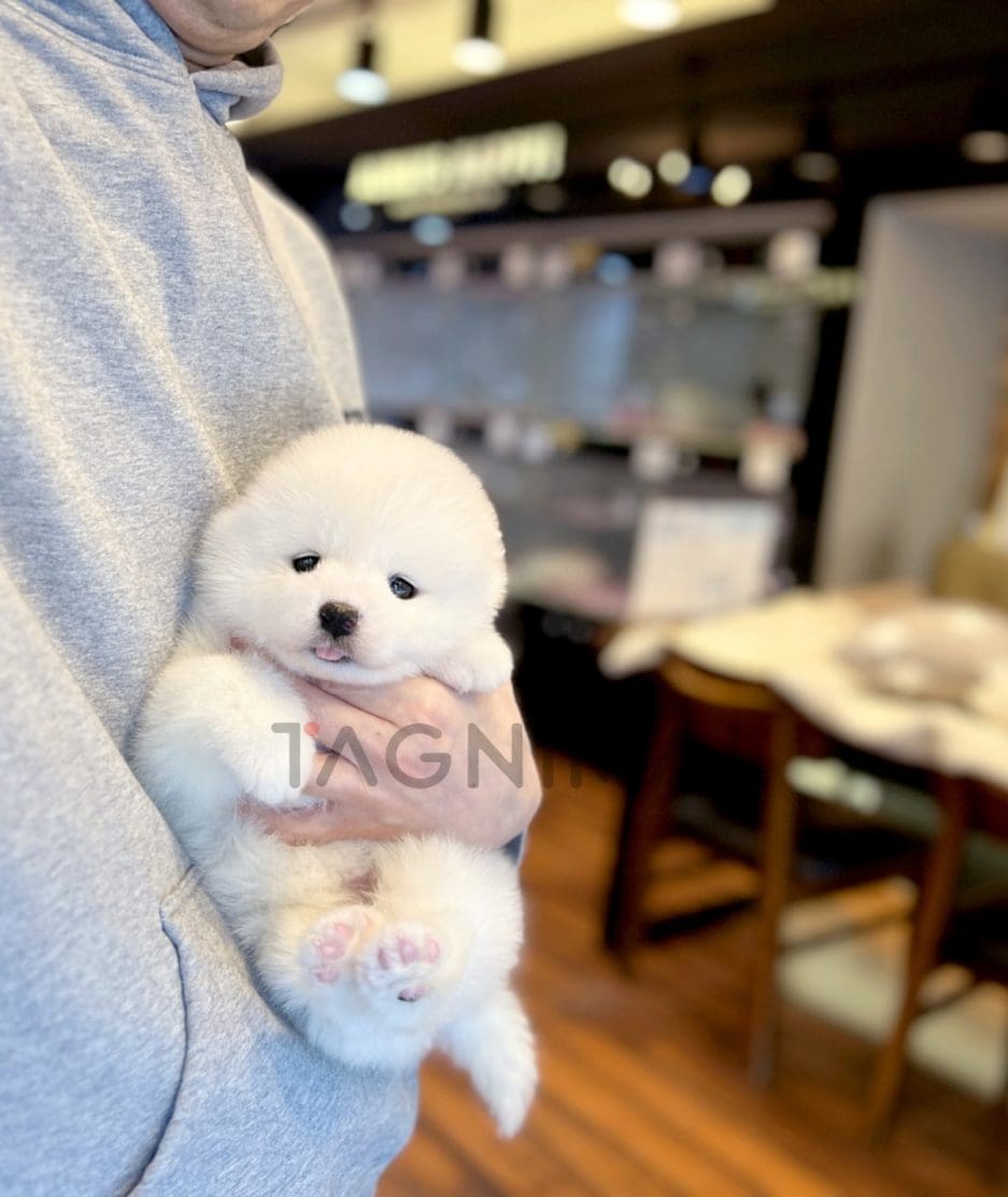 Samoyed puppy for sale, dog for sale at Tagnimal