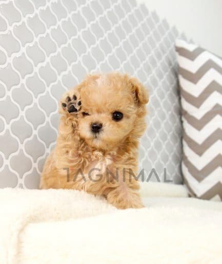 Maltipoo puppy for sale, dog for sale at Tagnimal