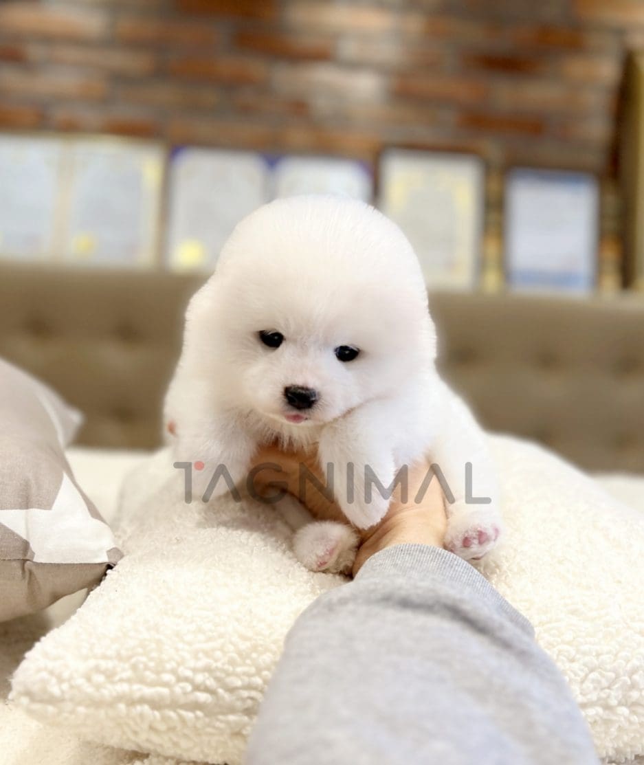 Samoyed puppy for sale, dog for sale at Tagnimal