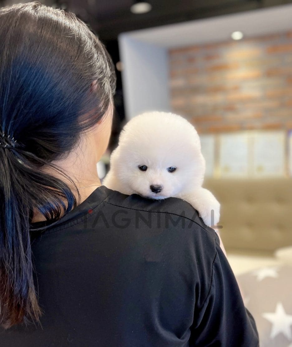 Samoyed puppy for sale, dog for sale at Tagnimal