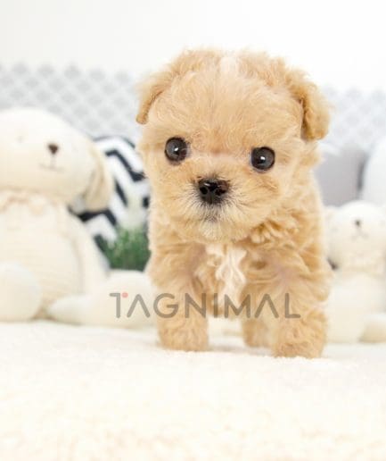 Maltipoo puppy for sale, dog for sale at Tagnimal