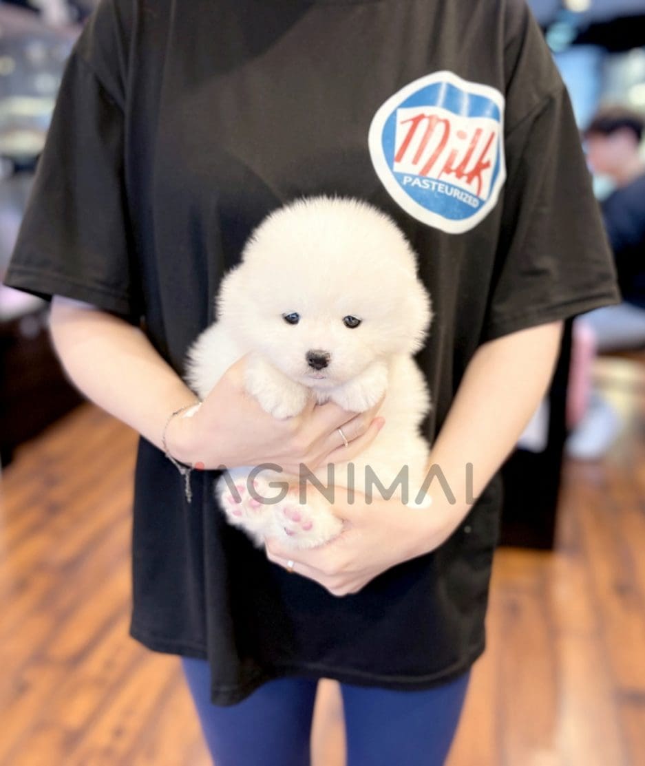 Samoyed puppy for sale, dog for sale at Tagnimal