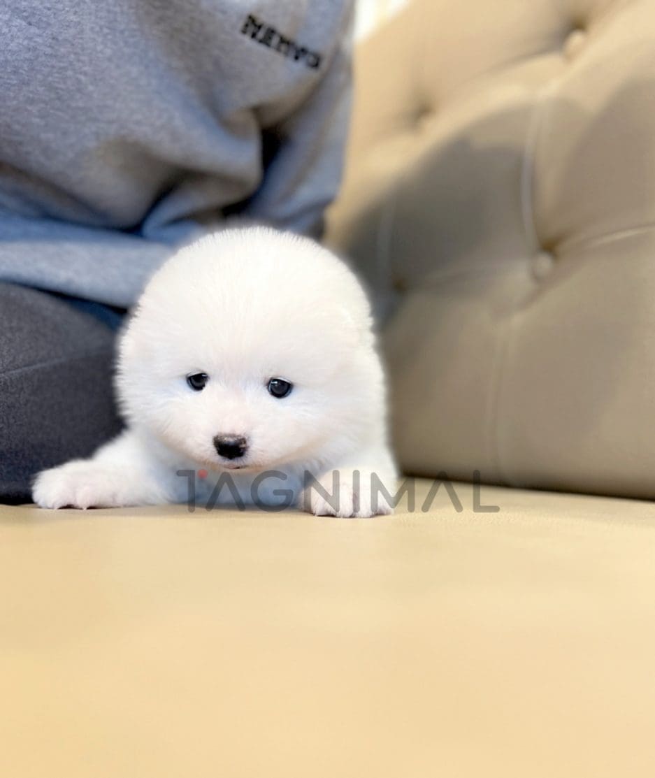 Samoyed puppy for sale, dog for sale at Tagnimal