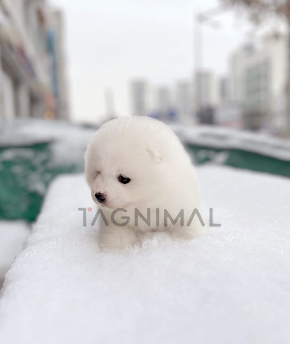 Maltipoo puppy for sale, dog for sale at Tagnimal