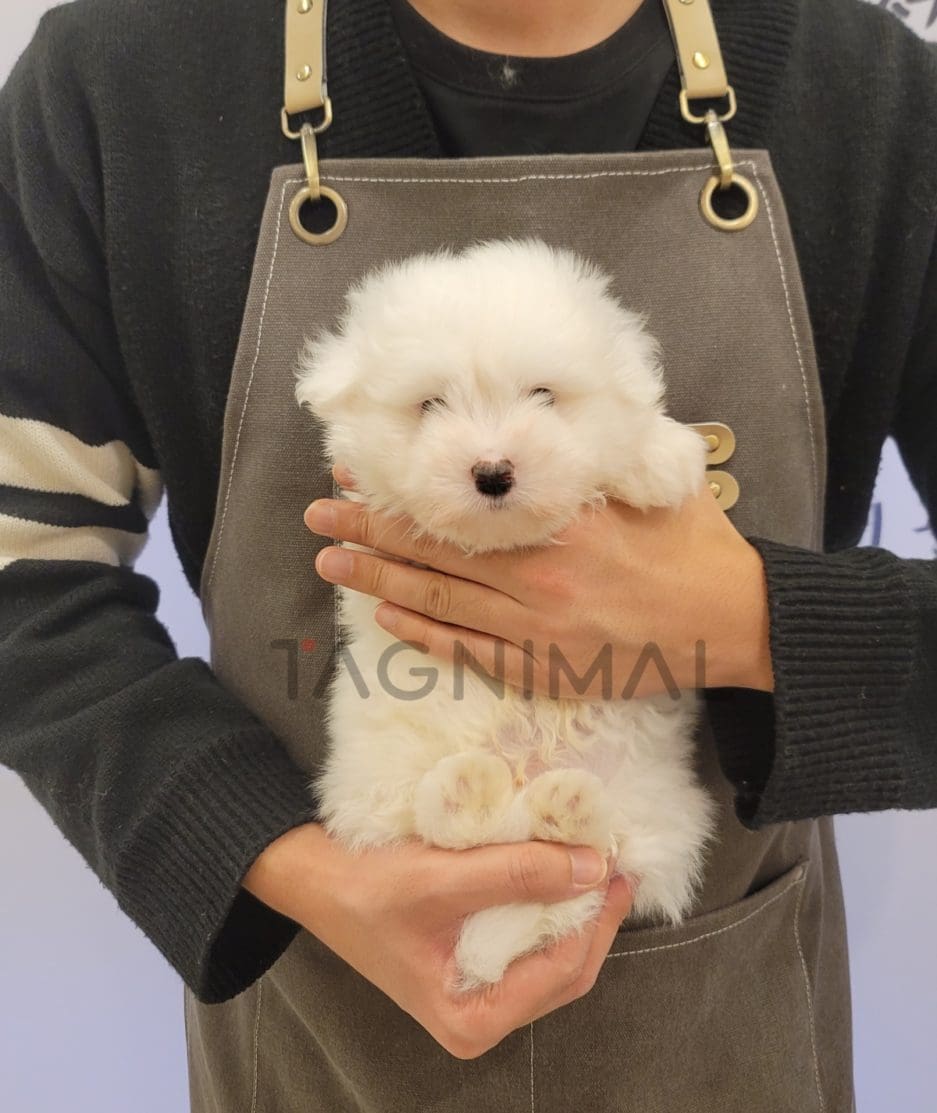 Coton de Tulear puppy for sale, dog for sale at Tagnimal