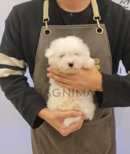 Coton de Tulear puppy for sale, dog for sale at Tagnimal