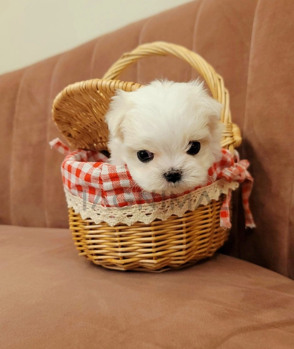 Maltese puppy for sale, dog for sale at Tagnimal