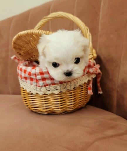 Maltese puppy for sale, dog for sale at Tagnimal