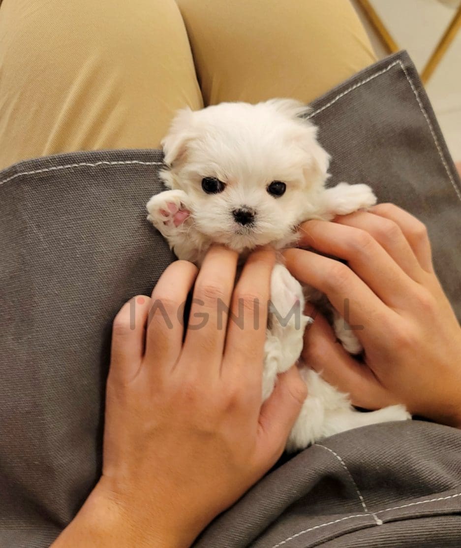 Maltese puppy for sale, dog for sale at Tagnimal