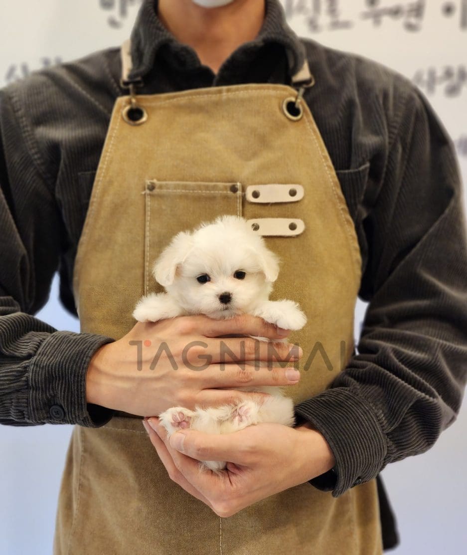 Maltipoo puppy for sale, dog for sale at Tagnimal