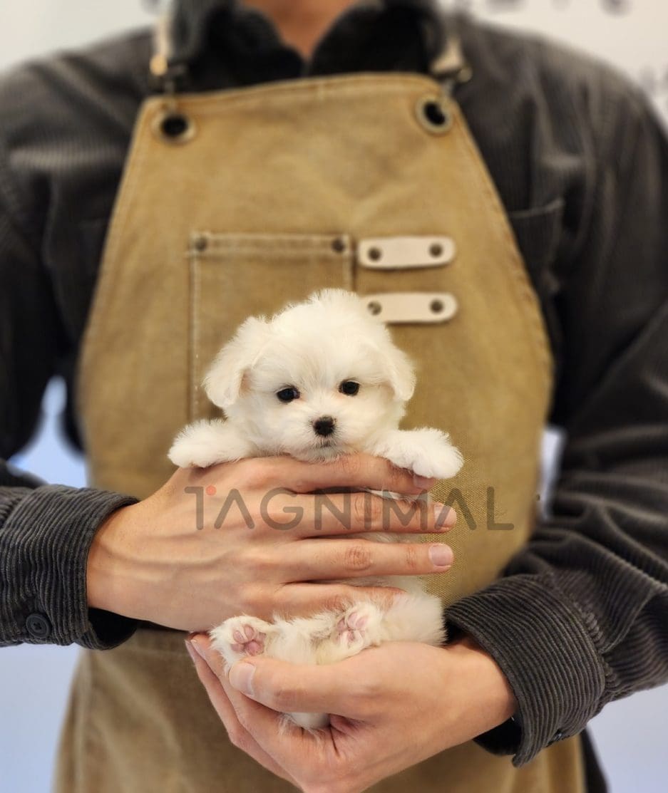 Maltipoo puppy for sale, dog for sale at Tagnimal