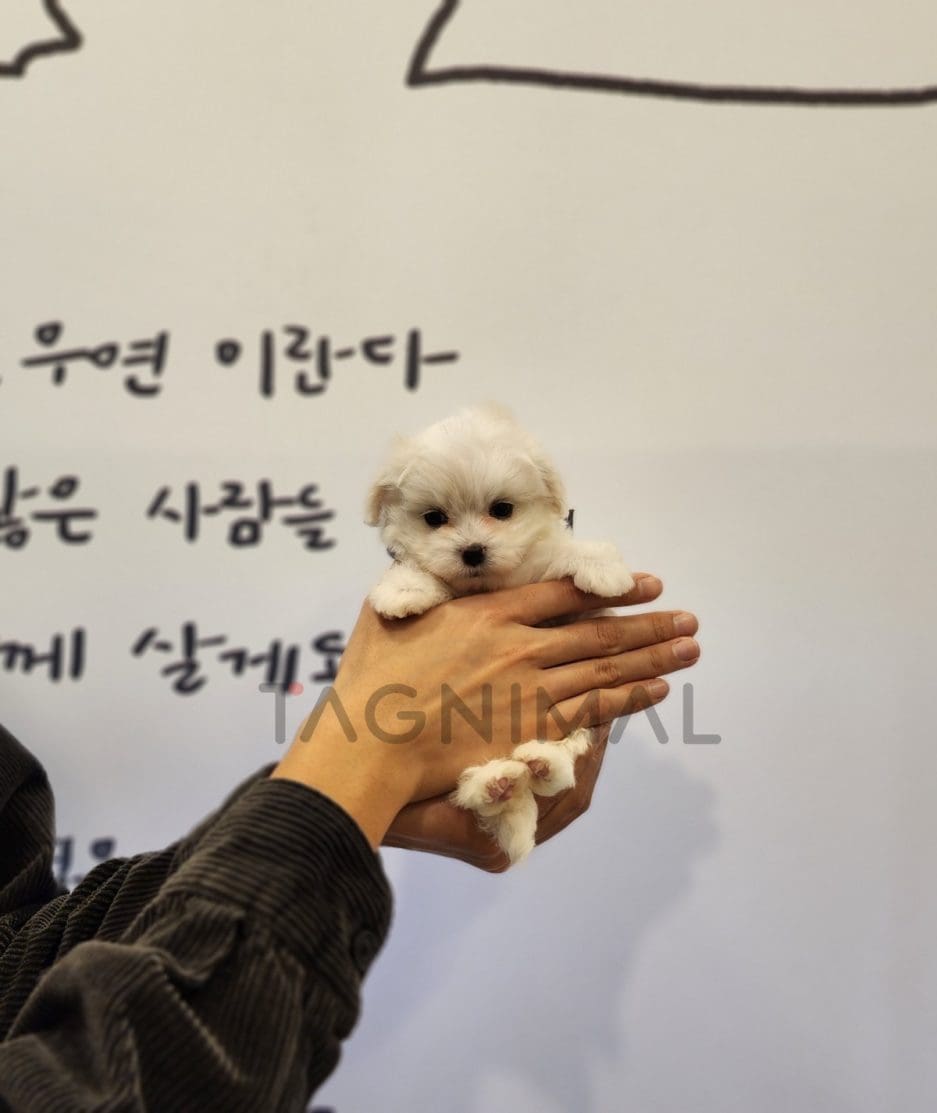 Maltipoo puppy for sale, dog for sale at Tagnimal