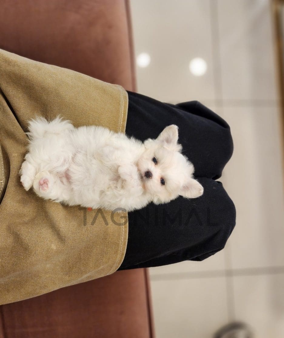 Maltipoo puppy for sale, dog for sale at Tagnimal