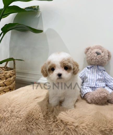 Maltipoo puppy for sale, dog for sale at Tagnimal