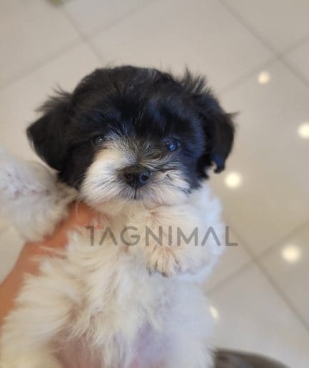 Maltipoo puppy for sale, dog for sale at Tagnimal