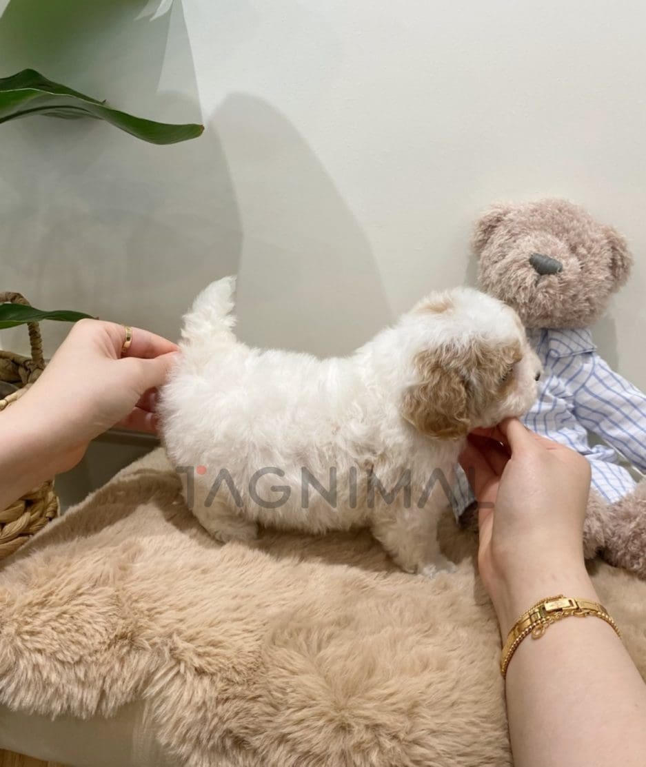 Maltipoo puppy for sale, dog for sale at Tagnimal