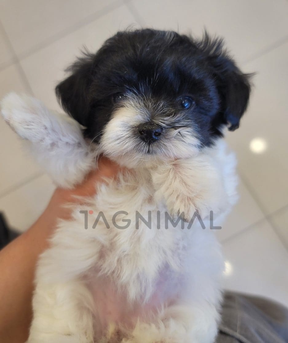 Maltipoo puppy for sale, dog for sale at Tagnimal