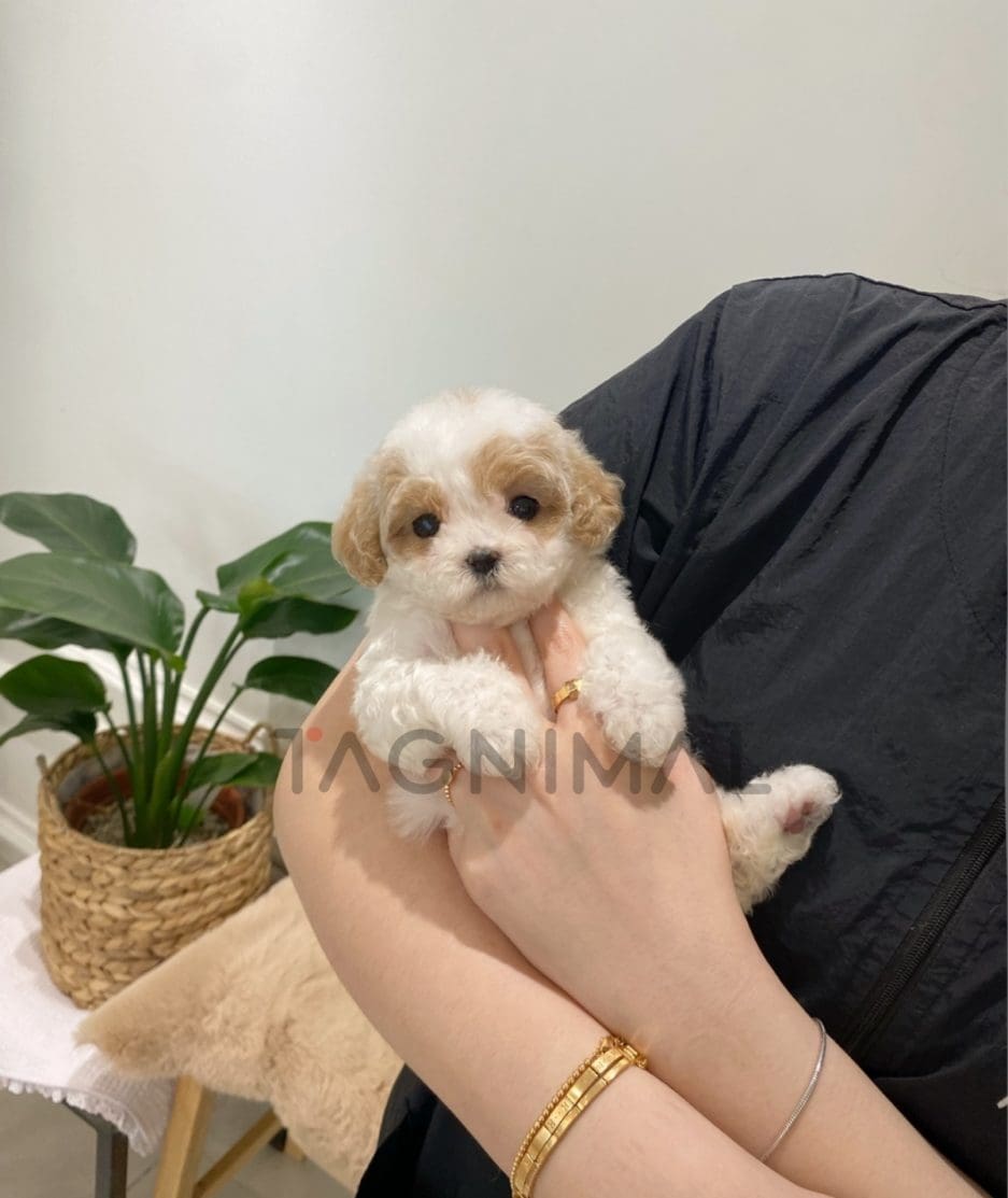 Maltipoo puppy for sale, dog for sale at Tagnimal