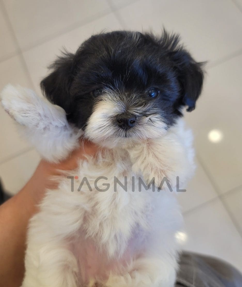 Maltipoo puppy for sale, dog for sale at Tagnimal