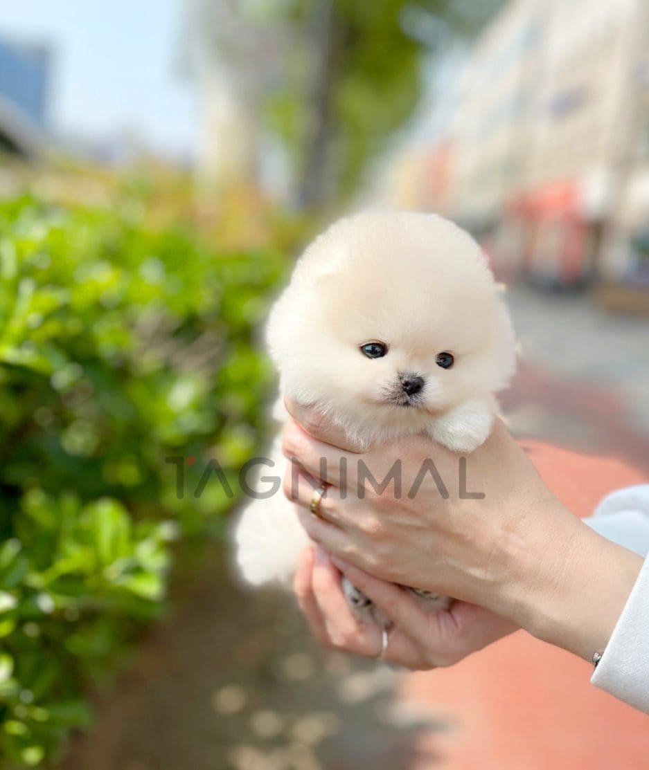 Pomeranian puppy for sale, dog for sale at Tagnimal