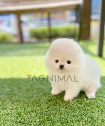 Pomeranian puppy for sale, dog for sale at Tagnimal