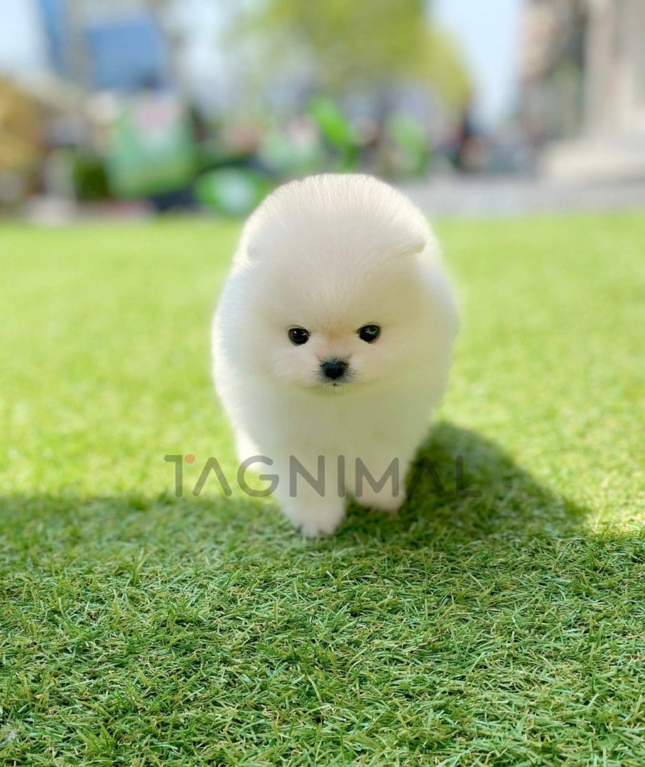 Pomeranian puppy for sale, dog for sale at Tagnimal