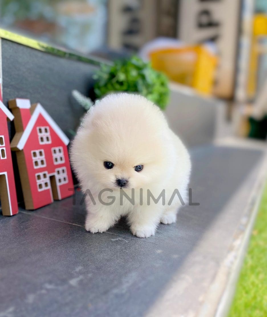 Pomeranian puppy for sale, dog for sale at Tagnimal