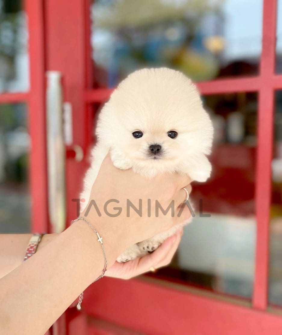 Pomeranian puppy for sale, dog for sale at Tagnimal