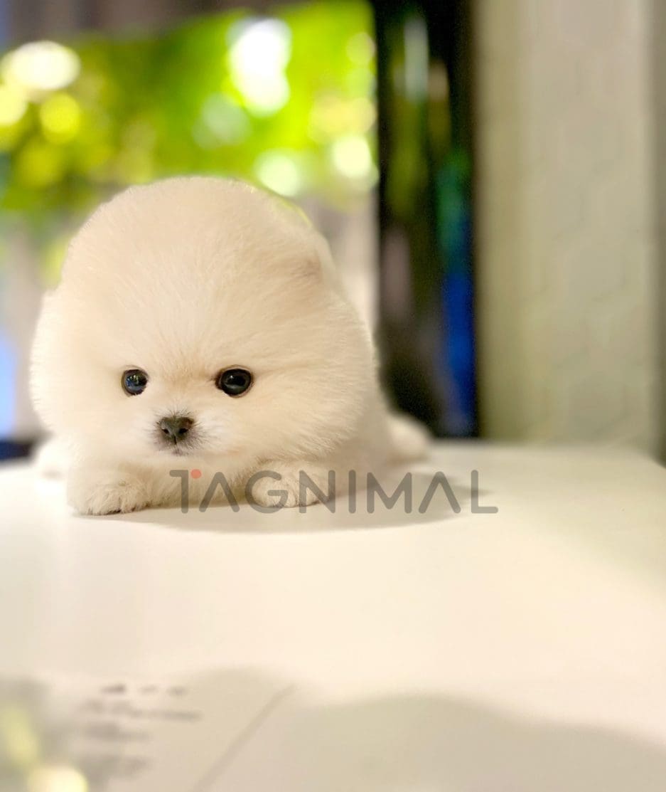 Pomeranian puppy for sale, dog for sale at Tagnimal