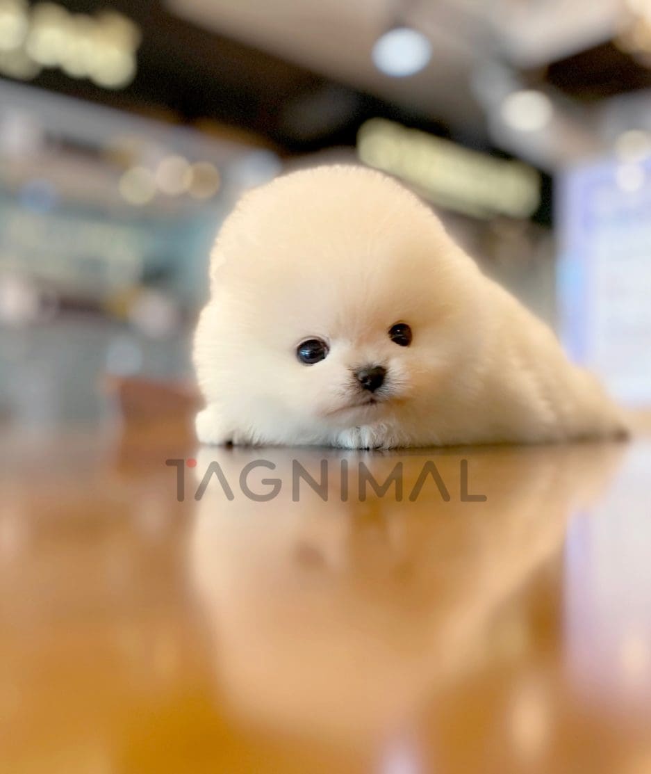 Pomeranian puppy for sale, dog for sale at Tagnimal