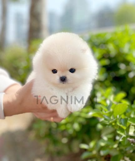 Pomeranian puppy for sale, dog for sale at Tagnimal