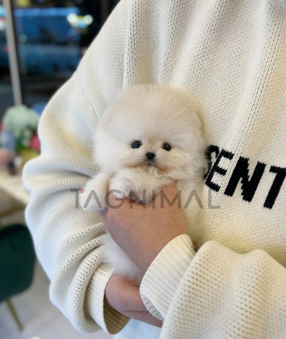 Pomeranian puppy for sale, dog for sale at Tagnimal