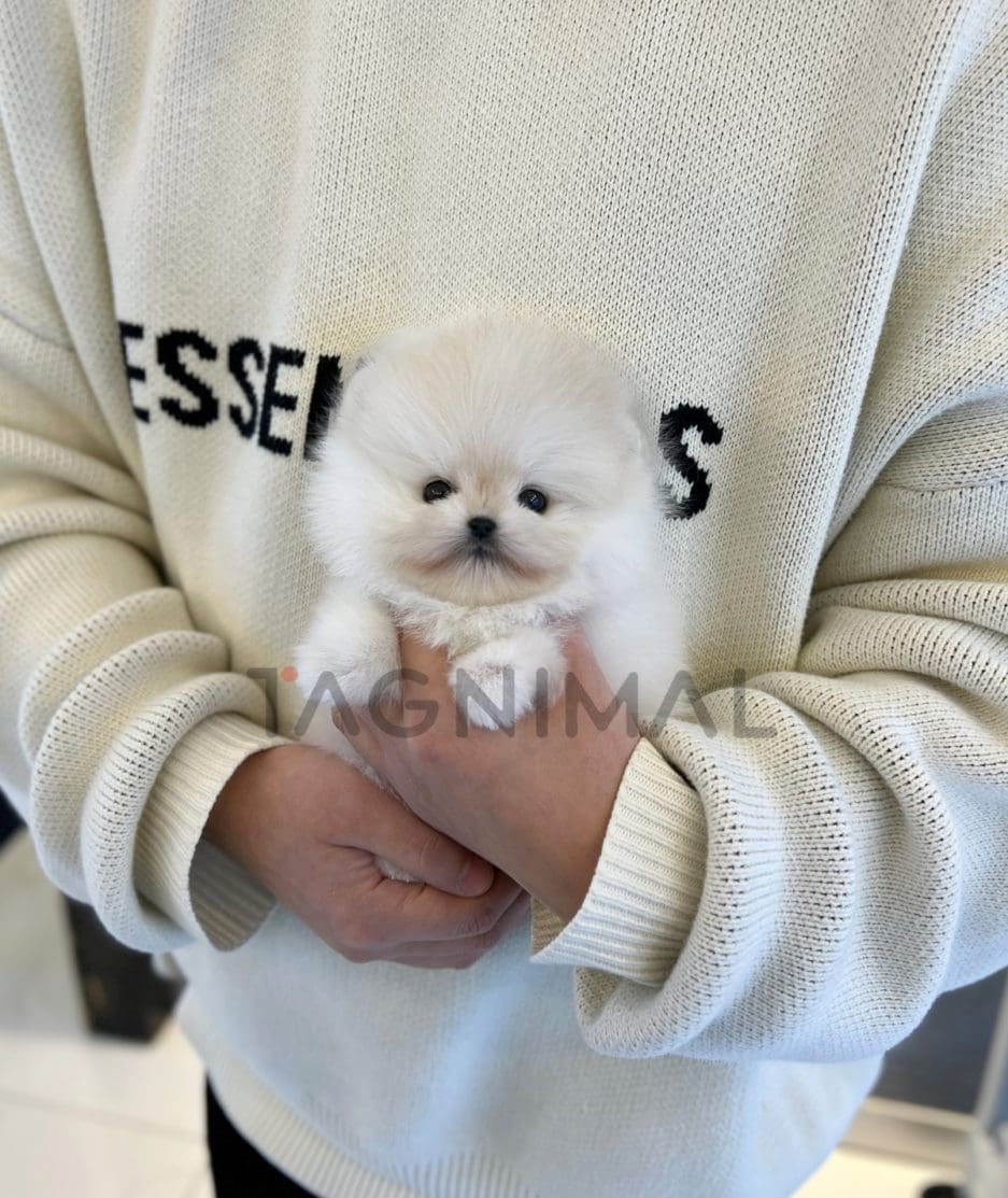 Pomeranian puppy for sale, dog for sale at Tagnimal